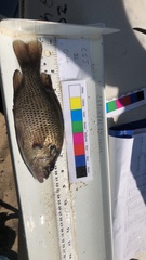 Ambloplites rupestris