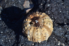 Eucidaris galapagensis