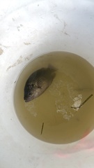 Ambloplites rupestris