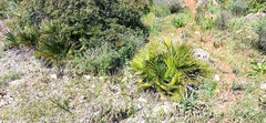 Chamaerops humilis
