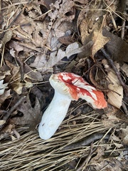 Russula cremoricolor