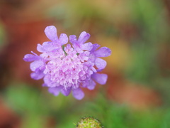 Scabiosa