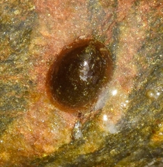 Ancylus fluviatilis