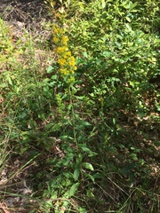 Solidago puberula