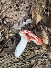 Russula cremoricolor