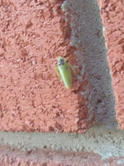 Gyponini