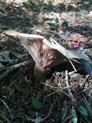 Lactarius helvus