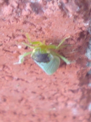 Gyponini