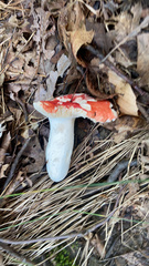 Russula cremoricolor