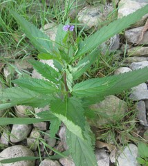 Verbena hastata