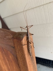 Anisomorpha buprestoides