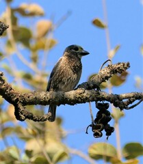 Stactolaema whytii