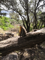 Charaxes jasius