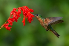 Heliodoxa rubricauda
