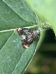 Prochoreutis inflatella