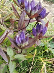Gentiana andrewsii
