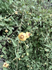 Abutilon incanum