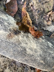 Phaeotremella foliacea