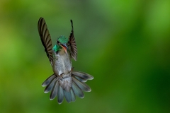 Chrysuronia versicolor