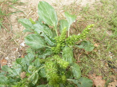 Amaranthus hybridus