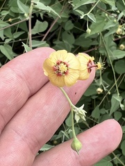 Abutilon incanum