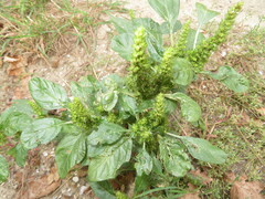 Amaranthus hybridus
