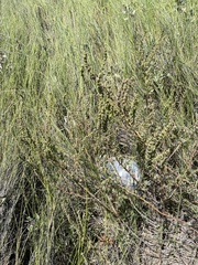Suaeda maritima