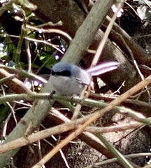 Polioptila dumicola