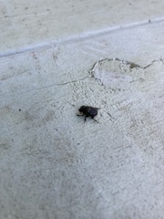 Onthophagus hecate