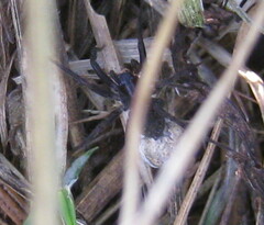 Lycosidae