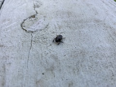 Onthophagus hecate