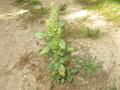 Amaranthus hybridus
