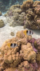 Chaetodon ulietensis