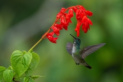 Chrysuronia versicolor