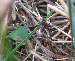 Lycosidae