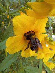 Bombus sonorus