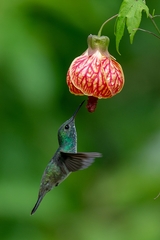 Chrysuronia versicolor