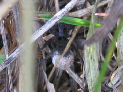 Lycosidae