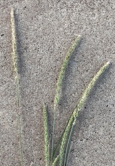 Setaria leucopila