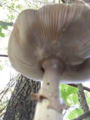 Validae