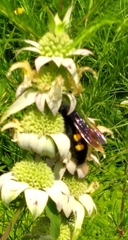 Pygodasis quadrimaculata