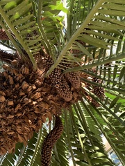 Encephalartos