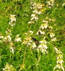 Pygodasis quadrimaculata