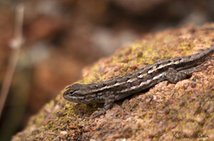 Sceloporus consobrinus