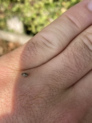 Tytthaspis sedecimpunctata