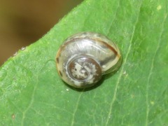 Cepaea nemoralis