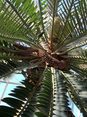 Encephalartos