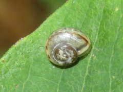 Cepaea nemoralis