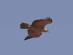Aquila rapax