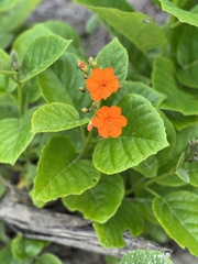 Cordia sebestena